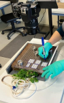 Preparation for sampling after zymography. The places were the membranes were displayed are marked to later collect soil from those spots following the detected activity